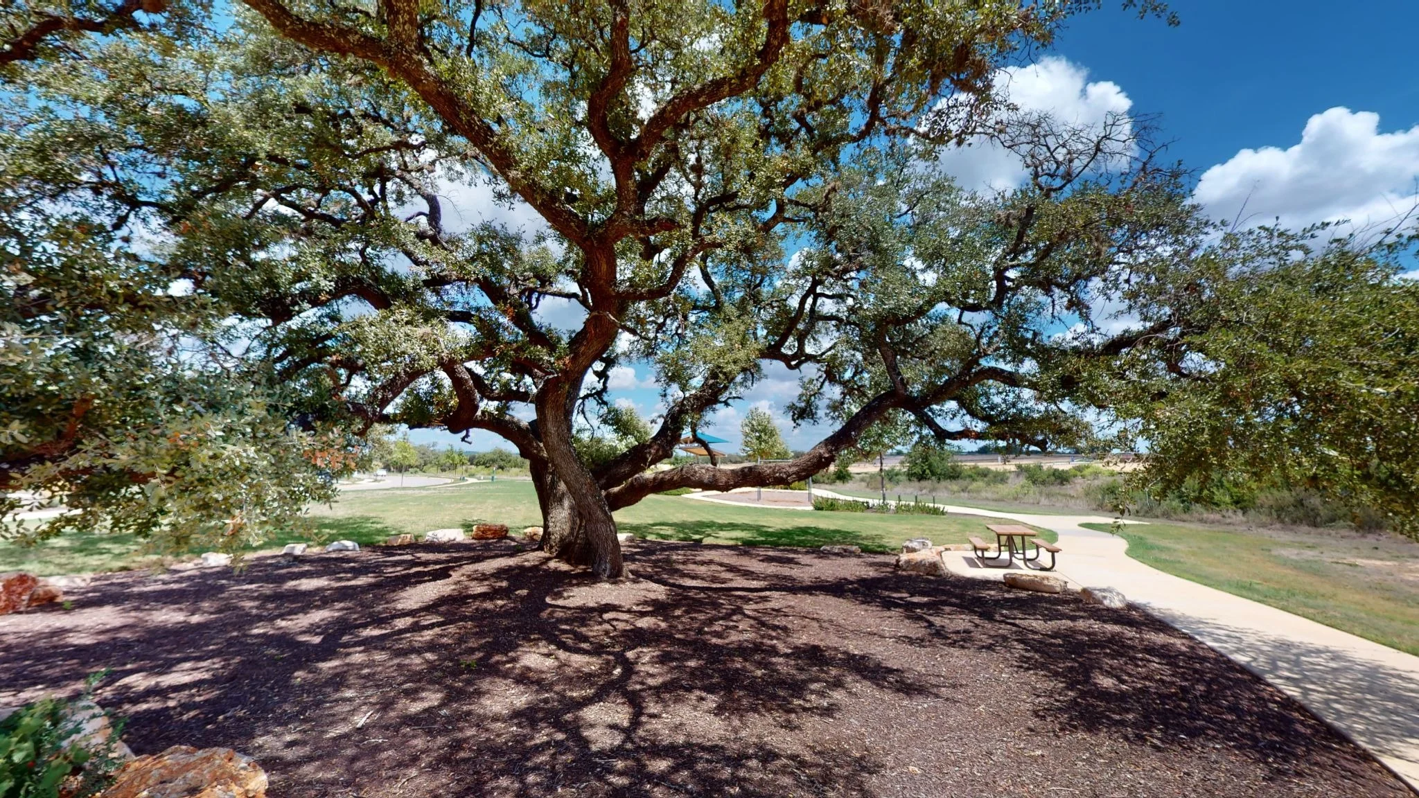 A large oak tree shading a picnic area besides a paved walking trail at Veramendi.